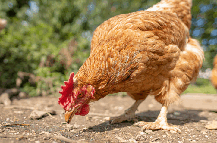 Avícolas: dicas para escolher o melhor equipamento